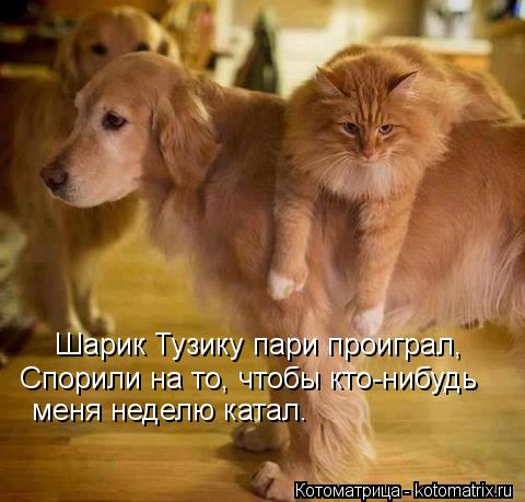 Котоматрица: Шарик Тузику пари проиграл, Спорили на то, чтобы кто-нибудь меня неделю катал.