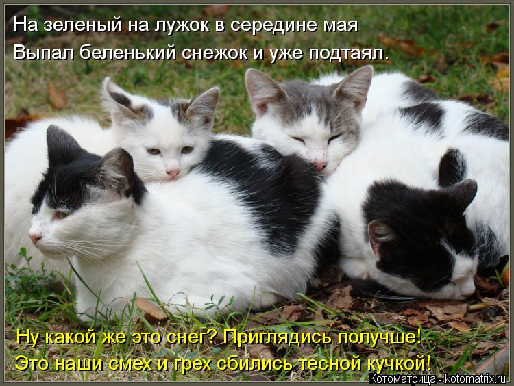 Котоматрица: На зеленый на лужок в середине мая Выпал беленький снежок и уже подтаял. Ну какой же это снег? Приглядись получше! Это наши смех и грех сбили