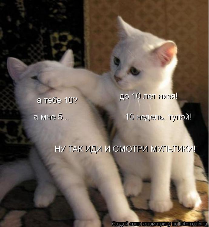 Котоматрица: до 10 лет низя! а тебе 10? 10 недель, тупой! а мне 5... НУ ТАК ИДИ И СМОТРИ МУЛЬТИКИ!