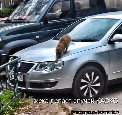 киска делает случай КАСКО... Котоматрица: киска делает случай КАСКО