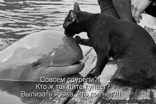 Совсем сдурели?! Кто ж так дитё купает? Вылизать языка, что ли, нет?!!... Котоматрица: Совсем сдурели?! Кто ж так дитё купает? Вылизать языка, что ли, нет?!!