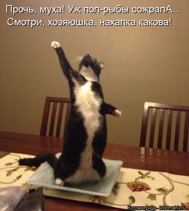 Котоматрица: Прочь, муха! Уж пол-рыбы сожралА... Смотри, хозяюшка, нахалка какова!