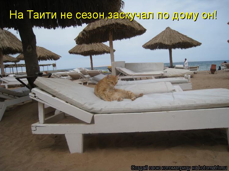 На Таити не сезон,заскучал по дому он!... Котоматрица: На Таити не сезон,заскучал по дому он!