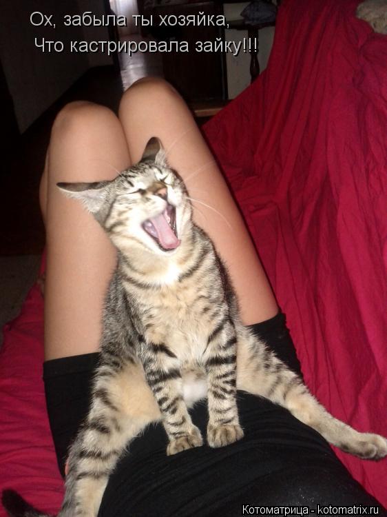 Ох, забыла ты хозяйка, Что кастрировала зайку!!!... Котоматрица: Ох, забыла ты хозяйка, Что кастрировала зайку!!!