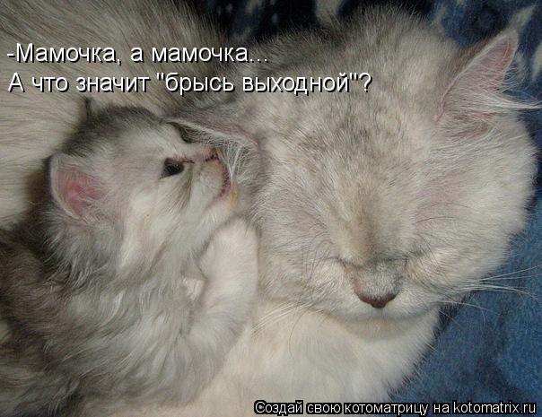 -Мамочка, а мамочка... А что значит "брысь выходной"?... Котоматрица: -Мамочка, а мамочка... А что значит "брысь выходной"?