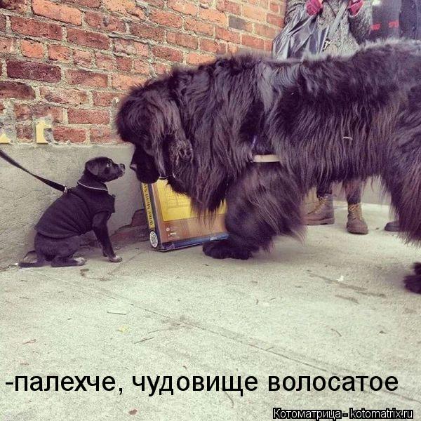 -палехче, чудовище волосатое... Котоматрица: -палехче, чудовище волосатое