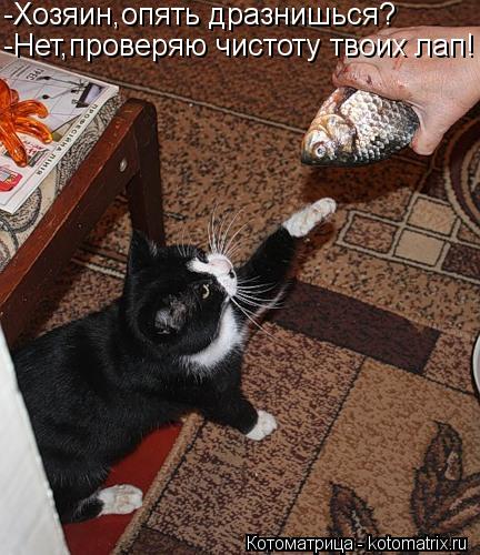 Котоматрица: -Хозяин,опять дразнишься? -Нет,проверяю чистоту твоих лап!