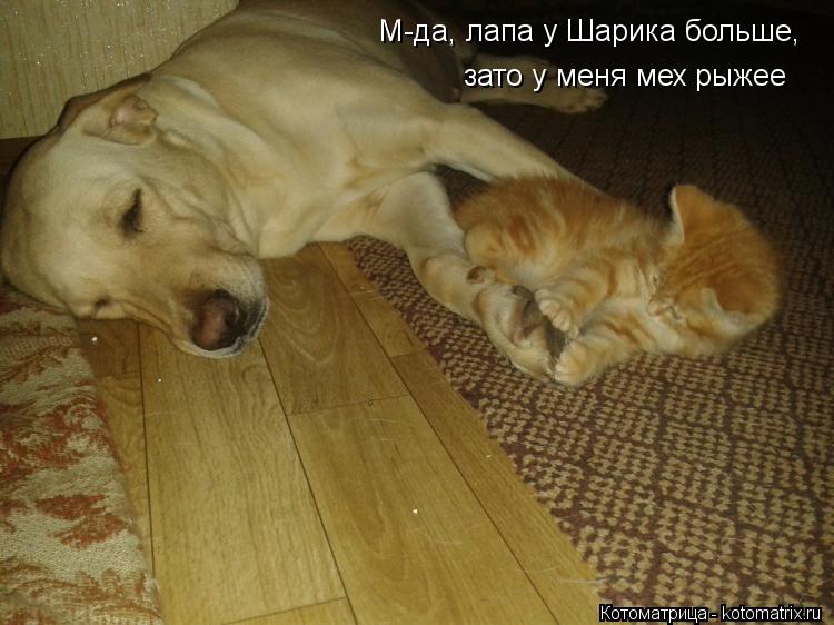 Котоматрица: М-да, лапа у Шарика больше, зато у меня мех рыжее