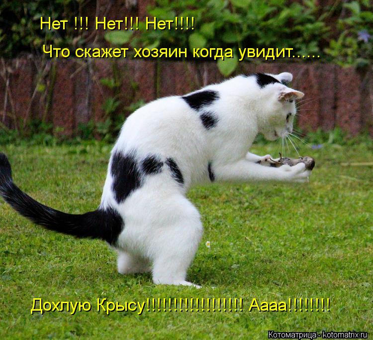 Нет !!! Нет!!! Нет!!!! Что скажет хозяин когда увидит...... Дохлую Крысу!!!!!!!!!!!!!!!!!! Аааа!!!!!!... Котоматрица: Нет !!! Нет!!! Нет!!!! Что скажет хозяин когда увидит...... Дохлую Крысу!!!!!!!!!!!!!!!!!! Аааа!!!!!!!!