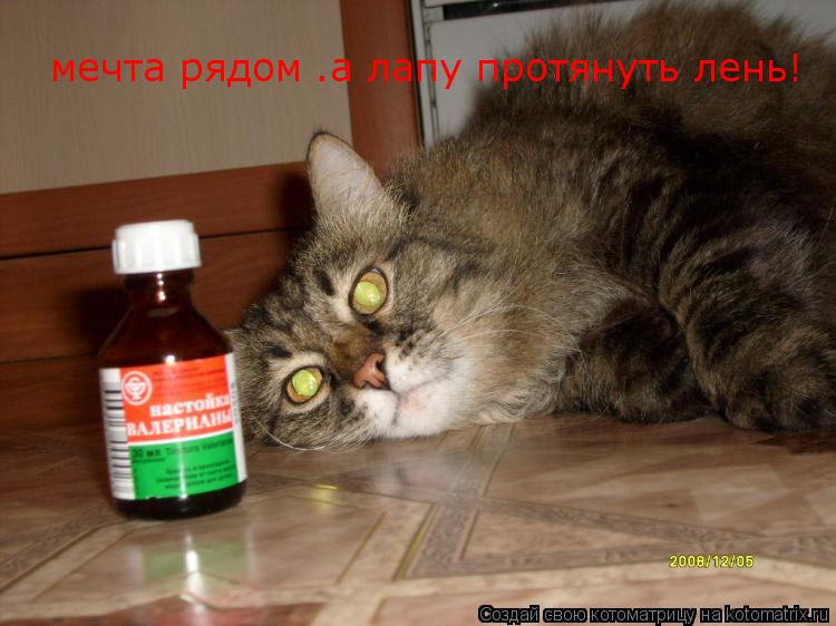 мечта рядом .а лапу протянуть лень!... Котоматрица: мечта рядом .а лапу протянуть лень!
