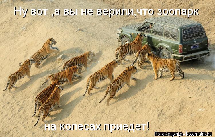 Ну вот ,а вы не верили,что зоопарк на колесах приедет!... Котоматрица: Ну вот ,а вы не верили,что зоопарк на колесах приедет!