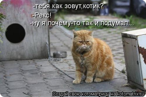 Котоматрица: -тебя как зовут,котик? -Рекс! -ну я почему-то так и подумал...