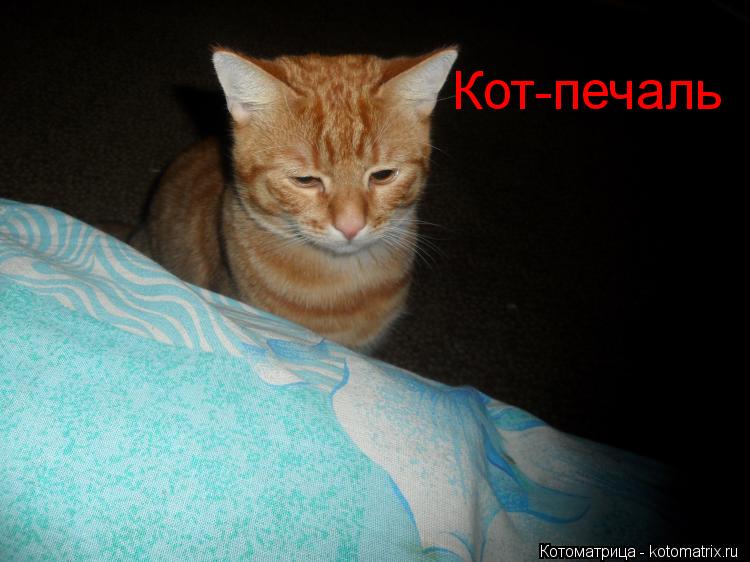 Котоматрица: Кот-печаль