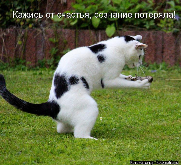 Кажись от счастья, сознание потеряла!... Котоматрица: Кажись от счастья, сознание потеряла!