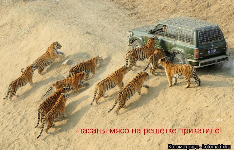 пасаны,мясо на решётке прикатило!... Котоматрица: пасаны,мясо на решётке прикатило!