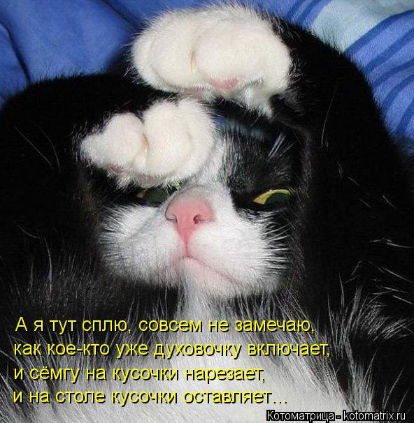 Котоматрица: А я тут сплю, совсем не замечаю, как кое-кто уже духовочку включает, и сёмгу на кусочки нарезает, и на столе кусочки оставляет…