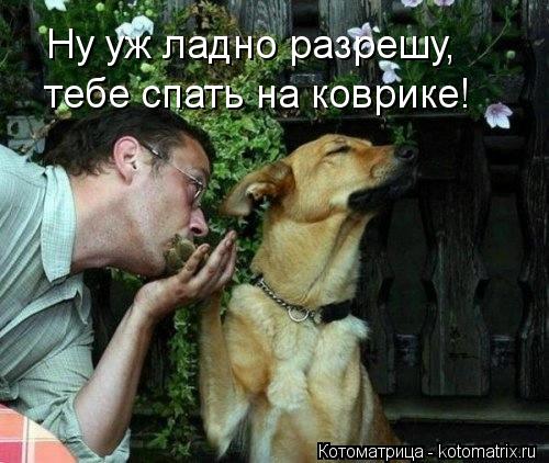 Ну уж ладно разрешу, тебе спать на коврике!... Котоматрица: Ну уж ладно разрешу, тебе спать на коврике!