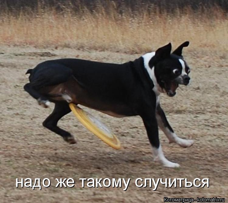 надо же такому случиться... Котоматрица: надо же такому случиться