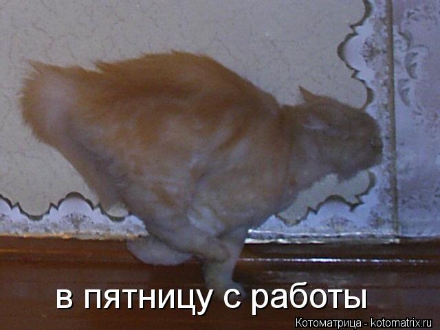в пятницу с работы... Котоматрица: в пятницу с работы