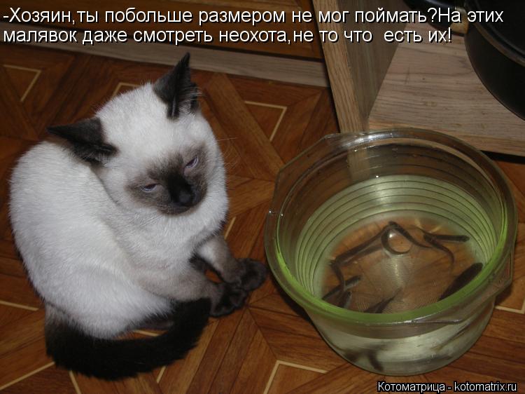 Котоматрица: -Хозяин,ты побольше размером не мог поймать?На этих малявок даже смотреть неохота,не то что  есть их!