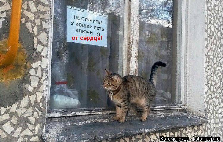 от сердца!... Котоматрица: от сердца!