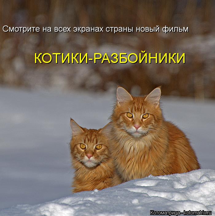 КОТИКИ-РАЗБОЙНИКИ Смотрите на всех экранах страны новый фильм... Котоматрица: КОТИКИ-РАЗБОЙНИКИ Смотрите на всех экранах страны новый фильм
