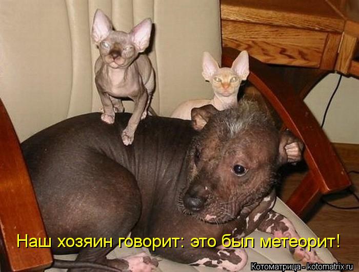Наш хозяин говорит: это был метеорит!... Котоматрица: Наш хозяин говорит: это был метеорит!