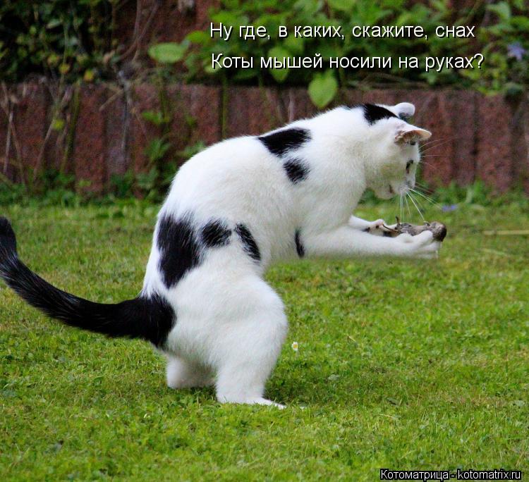 Котоматрица: Ну где, в каких, скажите, снах Коты мышей носили на руках?