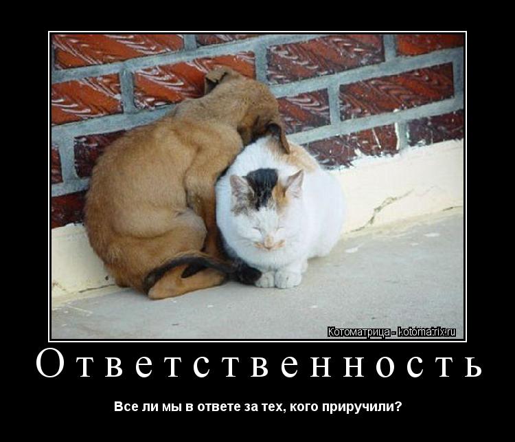 Котоматрица: Ответственность Все ли мы в ответе за тех, кого приручили?