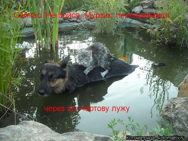 Котоматрица: Сейчас. Не бойся, Мурзик, переправимся  через эту чёртову лужу