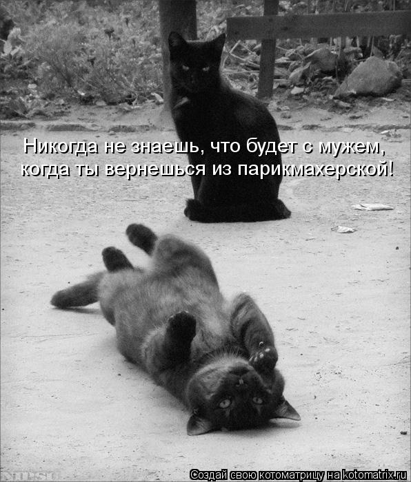 Никогда не знаешь, что будет с мужем, когда ты вернешься из парикмахерской!... Котоматрица: Никогда не знаешь, что будет с мужем, когда ты вернешься из парикмахерской!