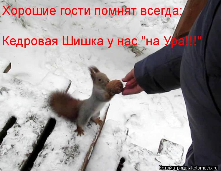 Котоматрица: Хорошие гости помнят всегда: Кедровая Шишка у нас "на Ура!!!"