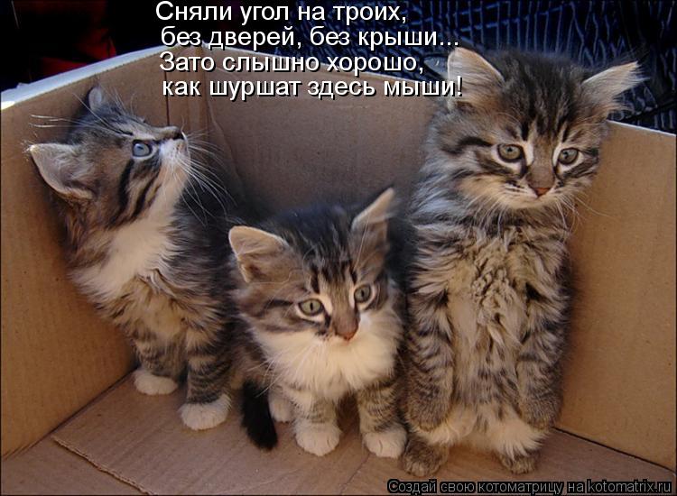 Сняли угол на троих, без дверей, без крыши... Зато слышно хорошо, как шуршат здесь мыши!... Котоматрица: Сняли угол на троих, без дверей, без крыши... Зато слышно хорошо, как шуршат здесь мыши!