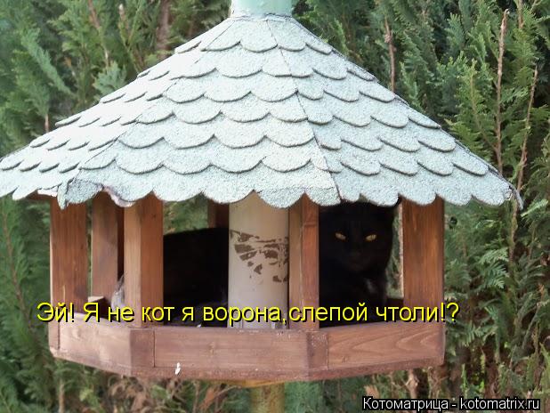 Котоматрица: Эй! Я не кот я ворона,слепой чтоли!?