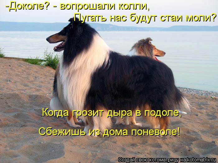 Пугать нас будут стаи моли? -Доколе? - вопрошали колли, Когда грозит дыра в подоле, Сбежишь из дома... Котоматрица: Пугать нас будут стаи моли? -Доколе? - вопрошали колли, Когда грозит дыра в подоле, Сбежишь из дома поневоле!