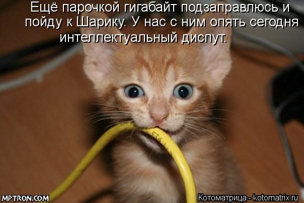 Котоматрица: Ещё парочкой гигабайт подзаправлюсь и пойду к Шарику. У нас с ним опять сегодня интеллектуальный диспут.