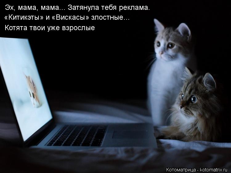Котоматрица: Эх, мама, мама... Затянула тебя реклама. «Китикэты» и «Вискасы» злостные… Котята твои уже взрослые