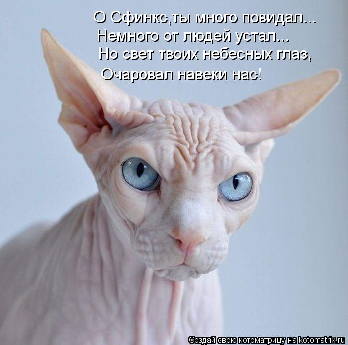 Котоматрица: О Сфинкс,ты много повидал... Немного от людей устал... Но свет твоих небесных глаз, Очаровал навеки нас!