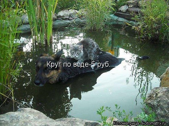 Котоматрица: Круг по воде-5 руб.