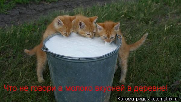 Что не говори а молоко вкусней в деревне!... Котоматрица: Что не говори а молоко вкусней в деревне!