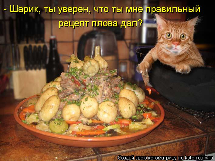 Котоматрица: - Шарик, ты уверен, что ты мне правильный рецепт плова дал?