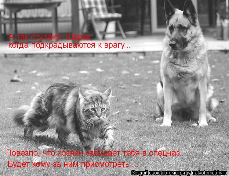 А так ступают, Шарик, когда подкрадываются к врагу... Будет кому за ним присмотреть ... Повезло, чт... Котоматрица: А так ступают, Шарик, когда подкрадываются к врагу... Будет кому за ним присмотреть ... Повезло, что хозяин забирает тебя в спецназ.