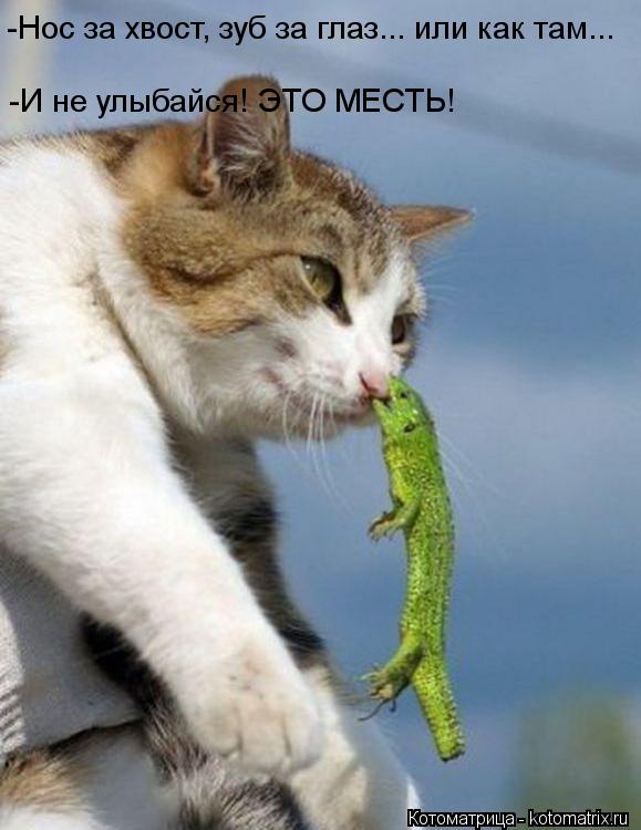 Котоматрица: -Нос за хвост, зуб за глаз... или как там...  -И не улыбайся! ЭТО МЕСТЬ!