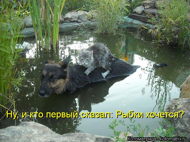 Ну, и кто первый сказал: Рыбки хочется?... Котоматрица: Ну, и кто первый сказал: Рыбки хочется?