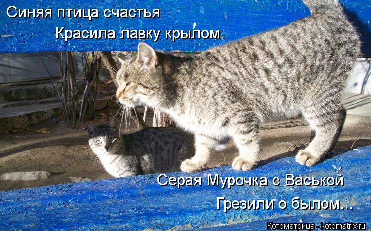 Котоматрица: Синяя птица счастья Красила лавку крылом. Серая Мурочка с Васькой Грезили о былом...