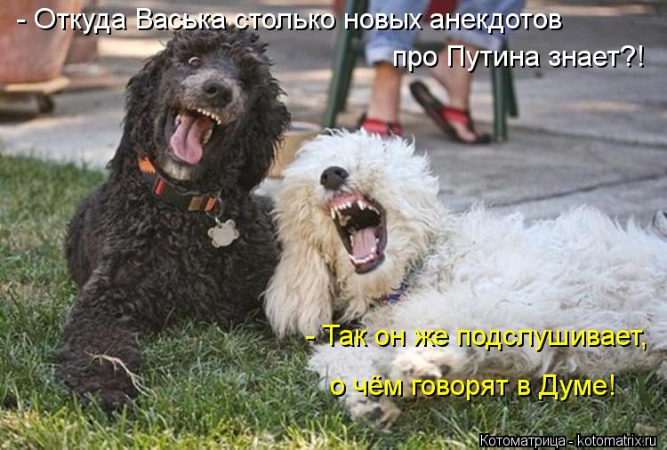 Котоматрица: - Откуда Васька столько новых анекдотов про Путина знает?! - Так он же подслушивает, о чём говорят в Думе!