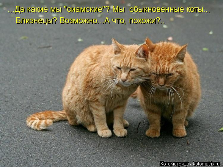 Близнецы? Возможно...А что, похожи?.. ...Да какие мы "сиамские"? Мы обыкновенные коты...... Котоматрица: Близнецы? Возможно...А что, похожи?.. ...Да какие мы "сиамские"? Мы обыкновенные коты...