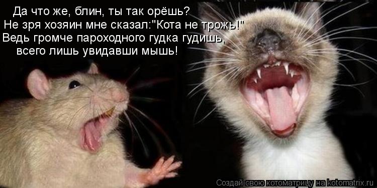 Да что же, блин, ты так орёшь? Не зря хозяин мне сказал:"Кота не трожь!" Ведь громче пароходного гудк... Котоматрица: Да что же, блин, ты так орёшь? Не зря хозяин мне сказал:"Кота не трожь!" Ведь громче пароходного гудка гудишь, всего лишь увидавши мышь!