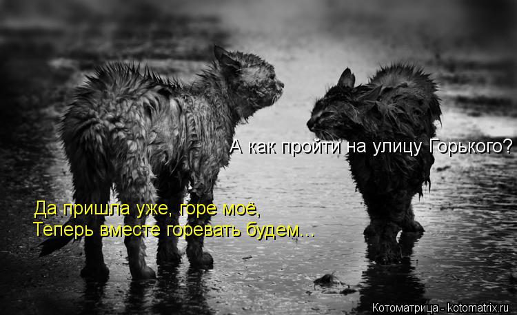 Котоматрица: А как пройти на улицу Горького? Да пришла уже, горе моё, Теперь вместе горевать будем...
