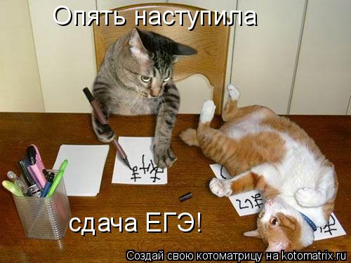 Котоматрица: Опять наступила сдача ЕГЭ!